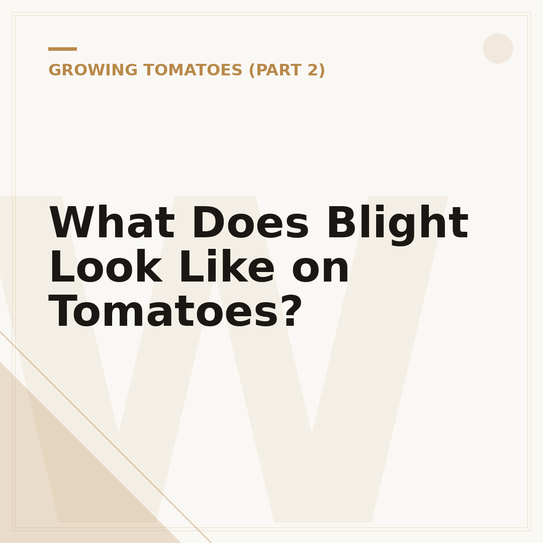 What Does Blight Look Like on Tomatoes?