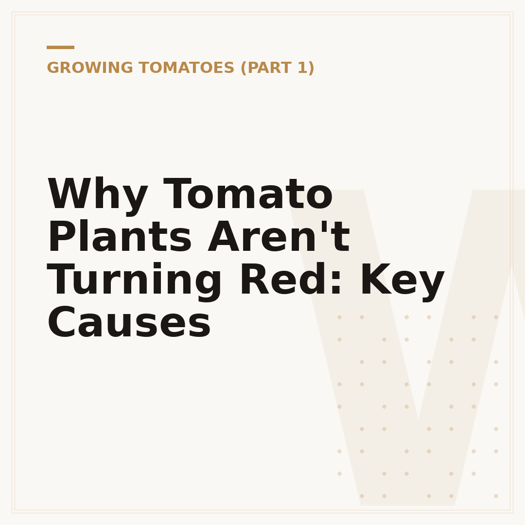 Why Tomato Plants Aren't Turning Red: Key Causes