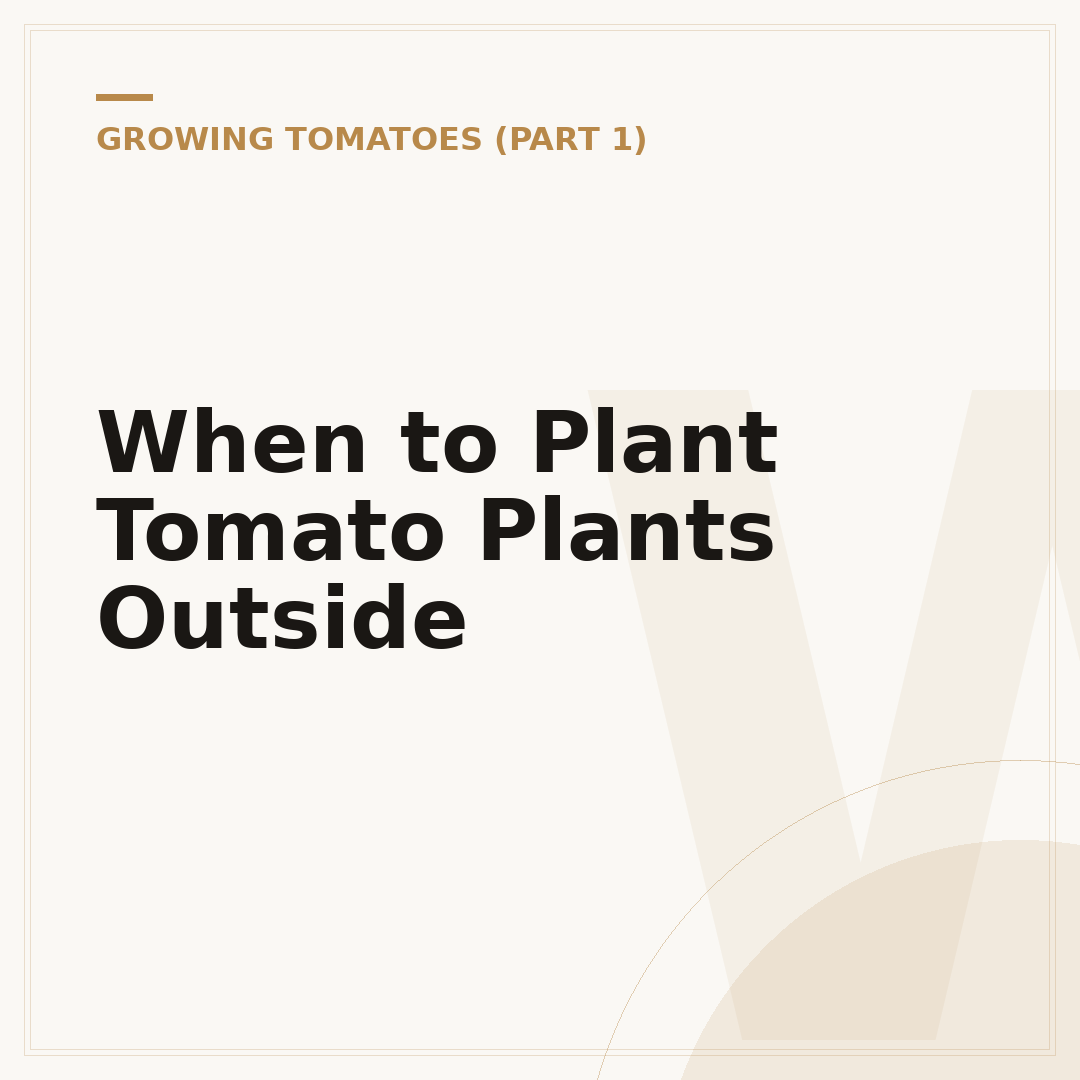 When to Plant Tomato Plants Outside