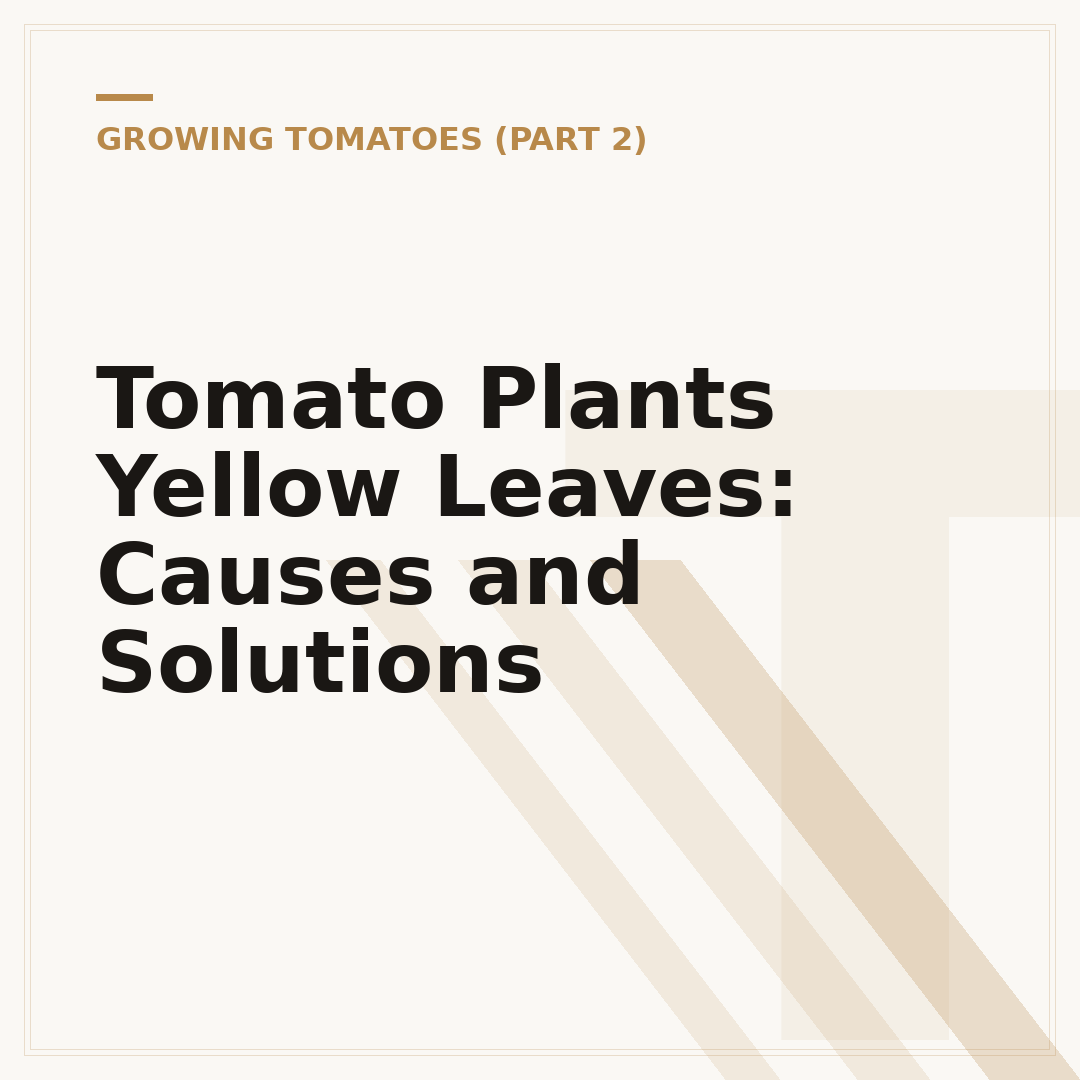Tomato Plants Yellow Leaves: Causes and Solutions