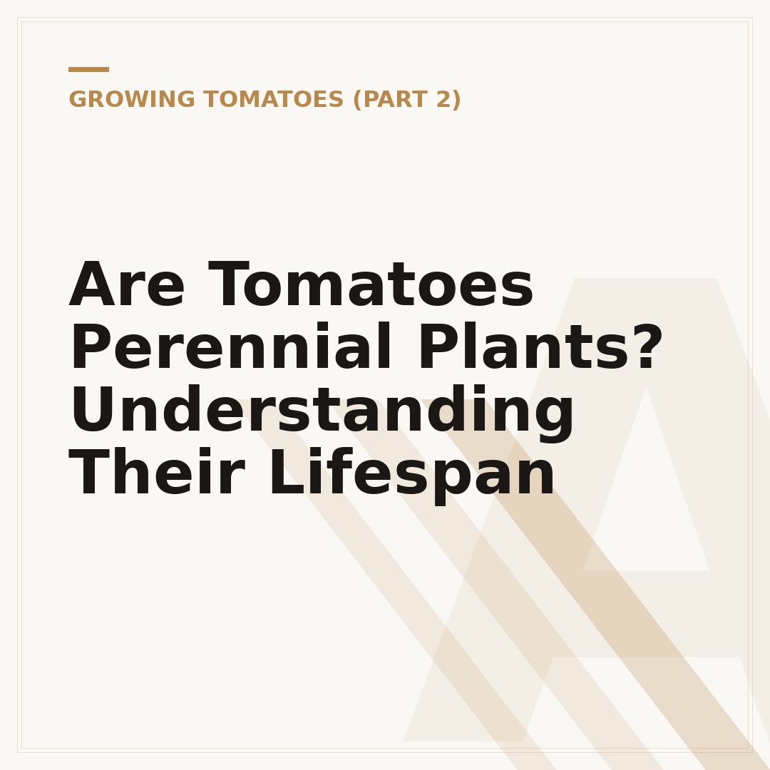 Are Tomatoes Perennial Plants? Understanding Their Lifespan
