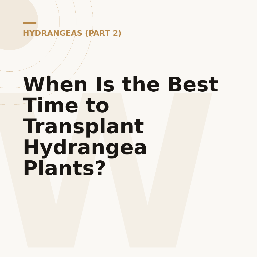When Is the Best Time to Transplant Hydrangea Plants?