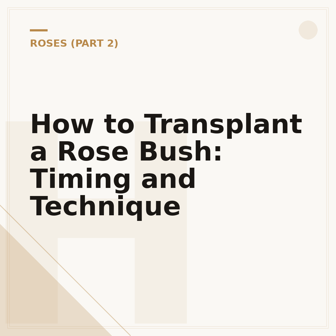 How to Transplant a Rose Bush: Timing and Technique