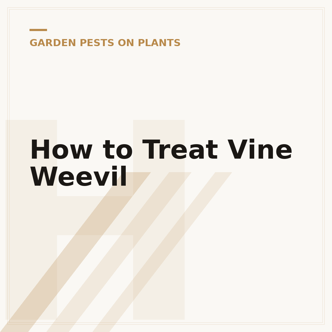 How to Treat Vine Weevil