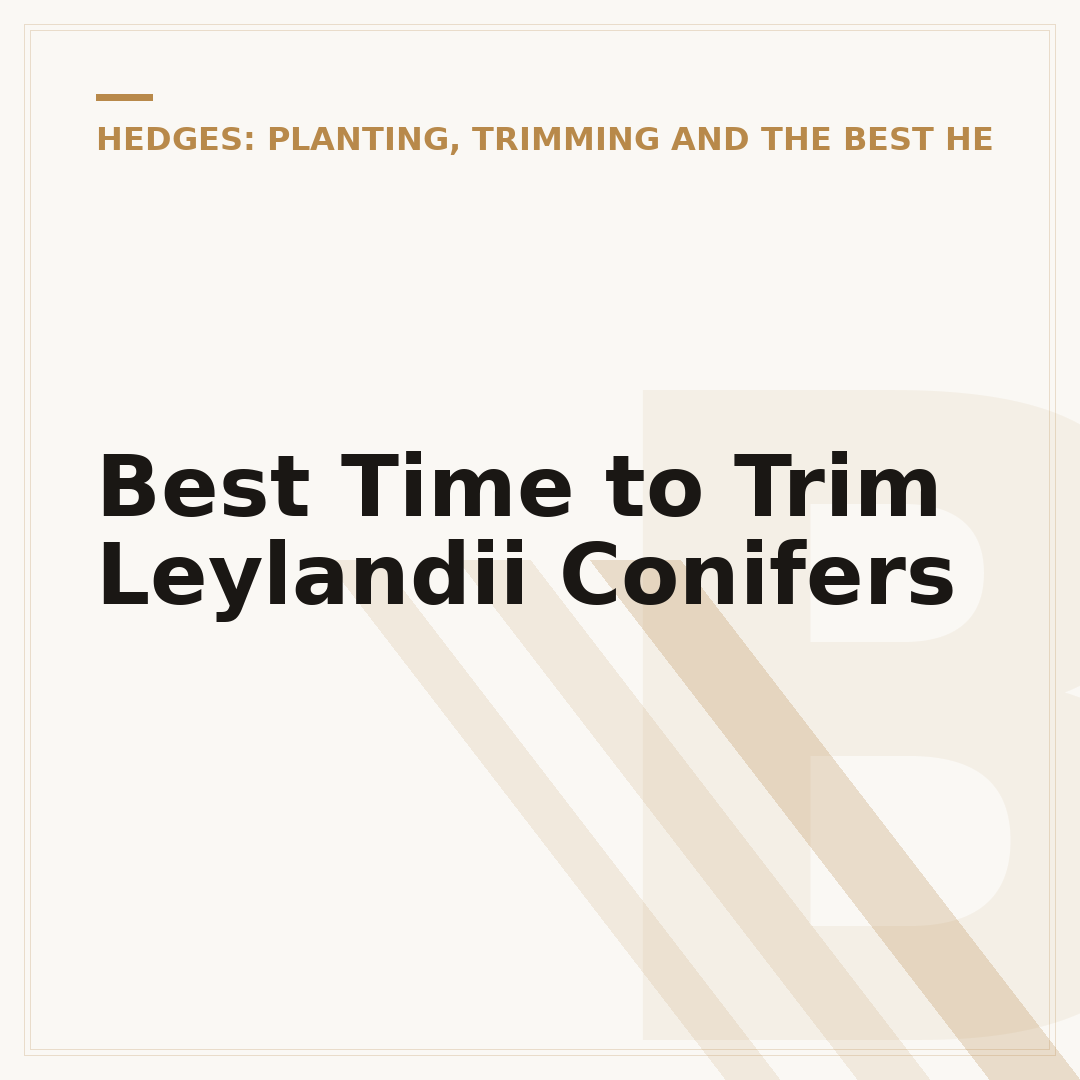 Best Time to Trim Leylandii Conifers
