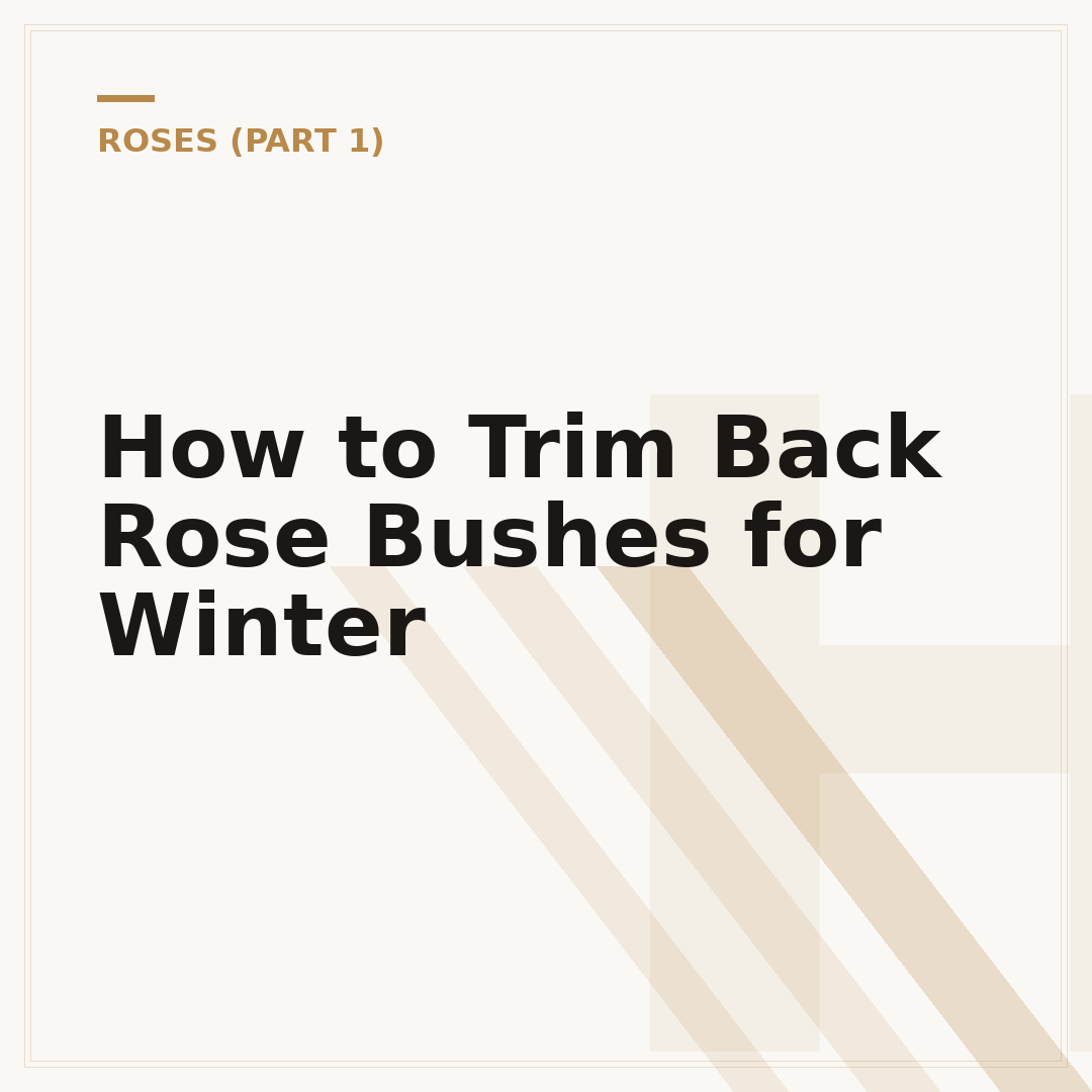How to Trim Back Rose Bushes for Winter