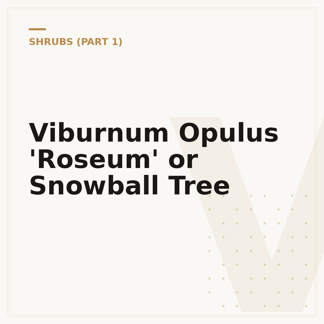 Viburnum Opulus 'Roseum' or Snowball Tree