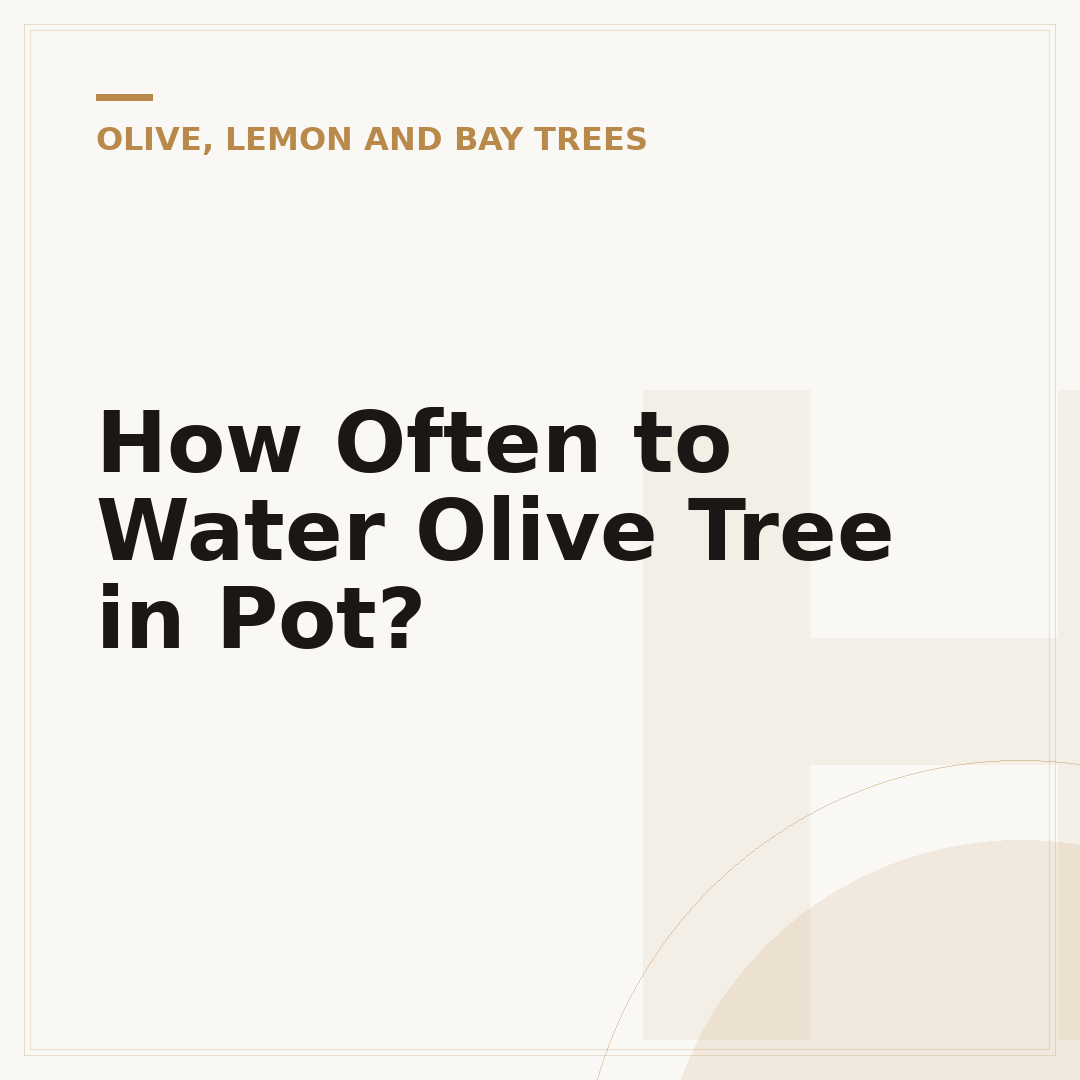 How Often to Water Olive Tree in Pot?