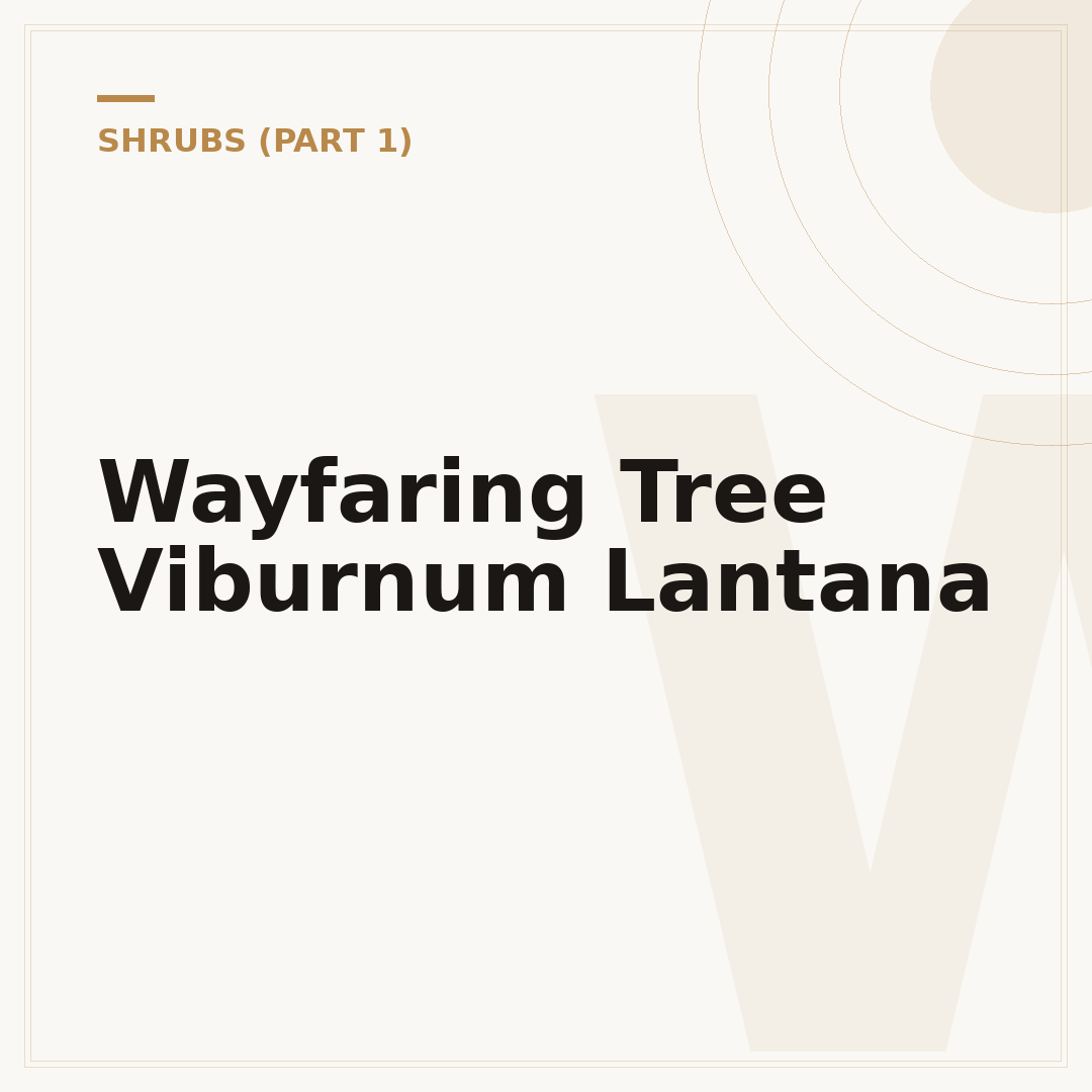 Wayfaring Tree Viburnum Lantana