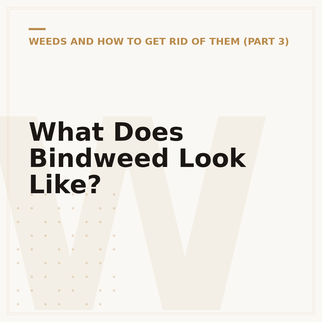 What Does Bindweed Look Like?