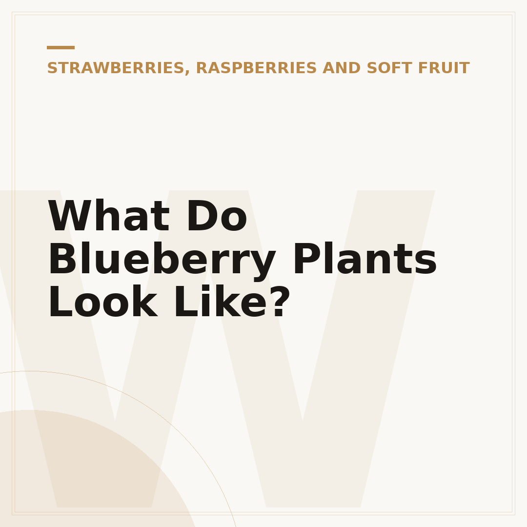 What Do Blueberry Plants Look Like?