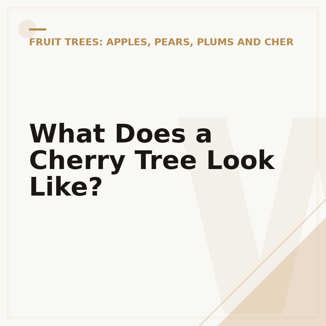What Does a Cherry Tree Look Like?