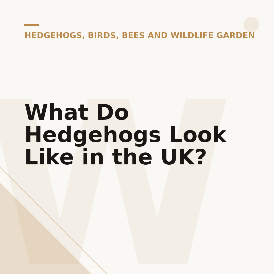 What Do Hedgehogs Look Like in the UK?