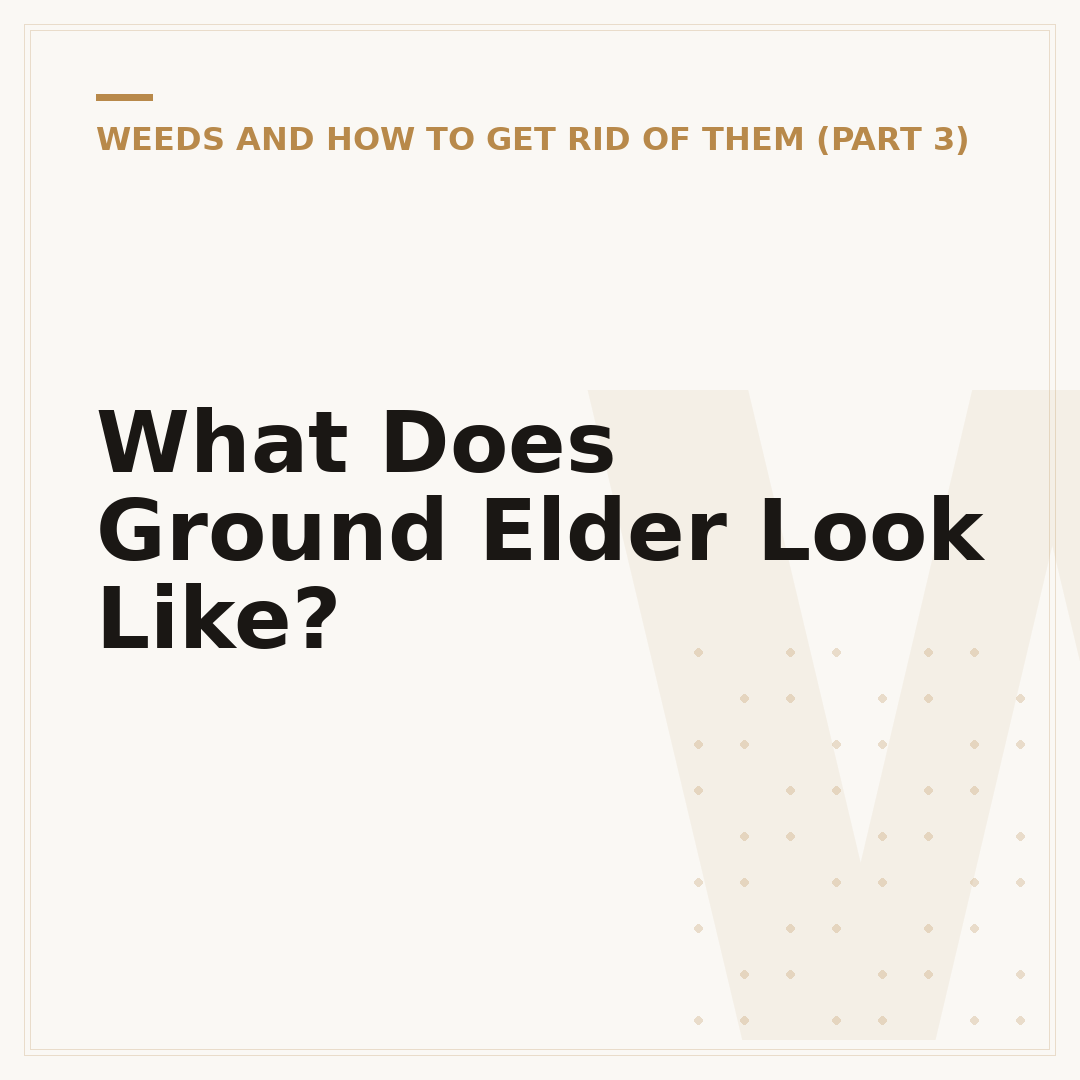 What Does Ground Elder Look Like?
