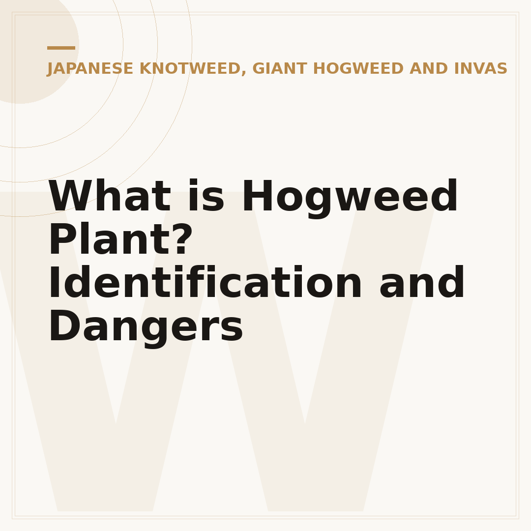 What is Hogweed Plant? Identification and Dangers