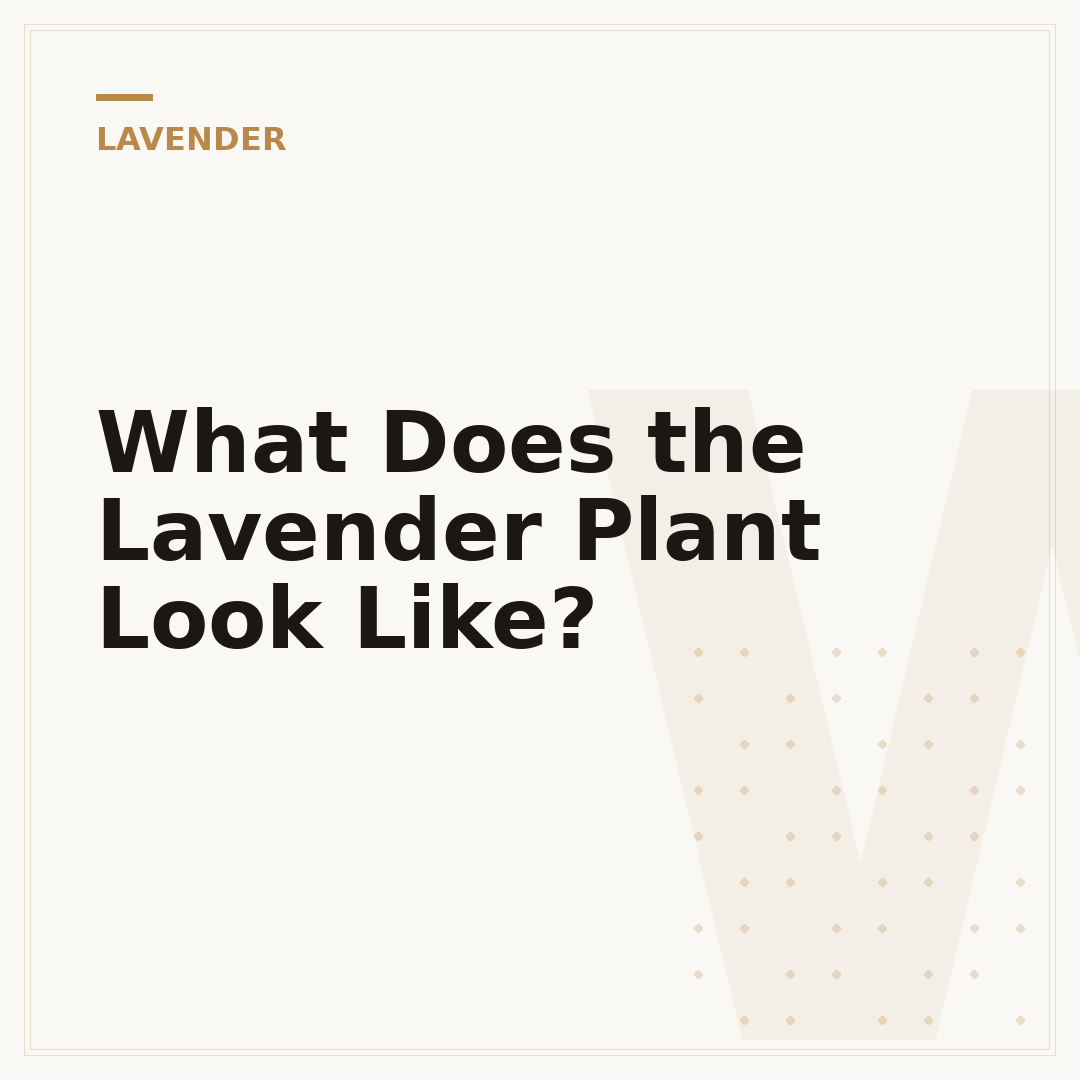 What Does the Lavender Plant Look Like?