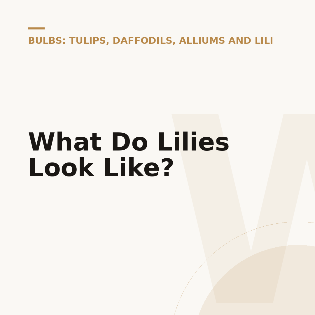 What Do Lilies Look Like?