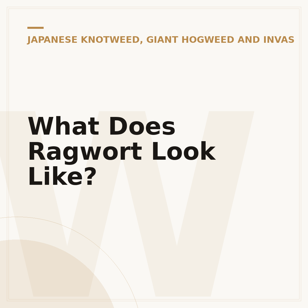 What Does Ragwort Look Like?