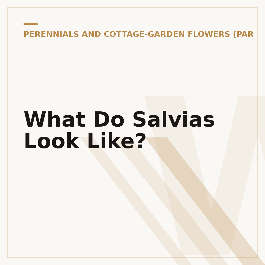 What Do Salvias Look Like?