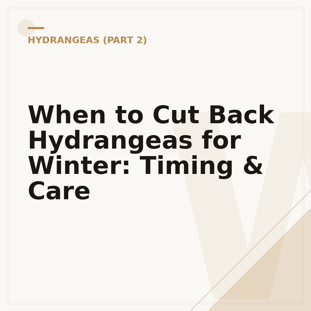 When to Cut Back Hydrangeas for Winter: Timing & Care