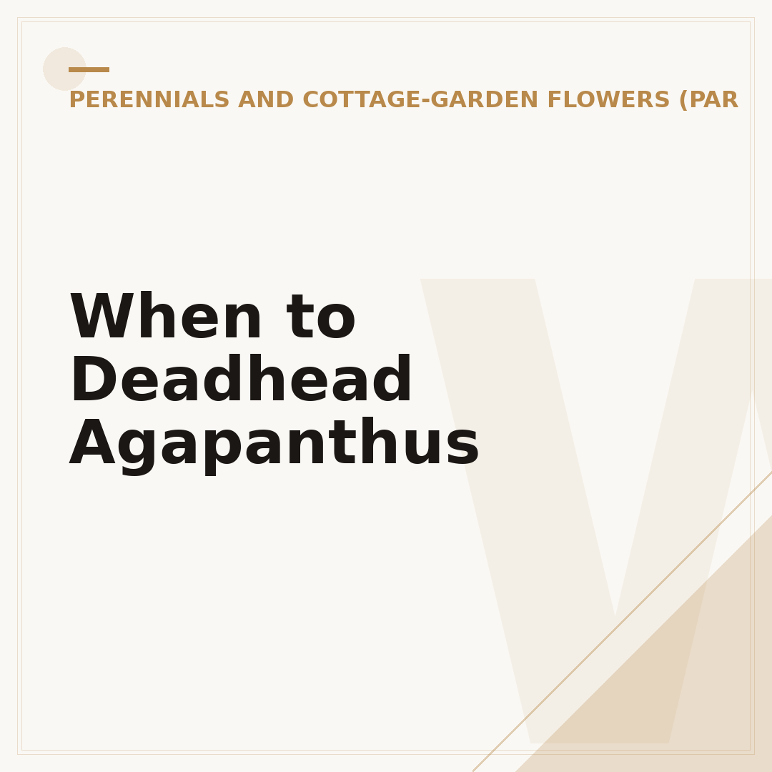 When to Deadhead Agapanthus