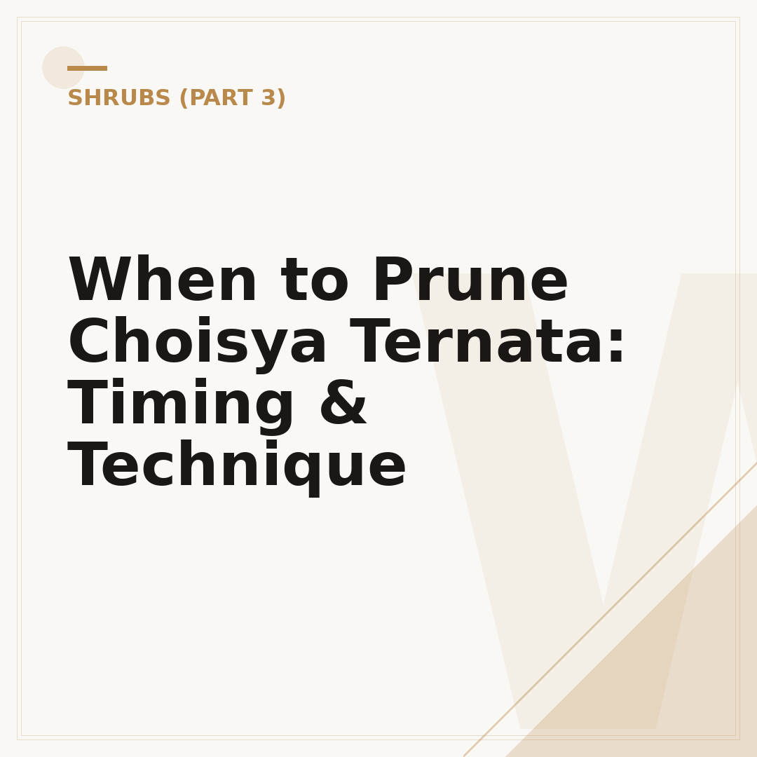 When to Prune Choisya Ternata: Timing & Technique