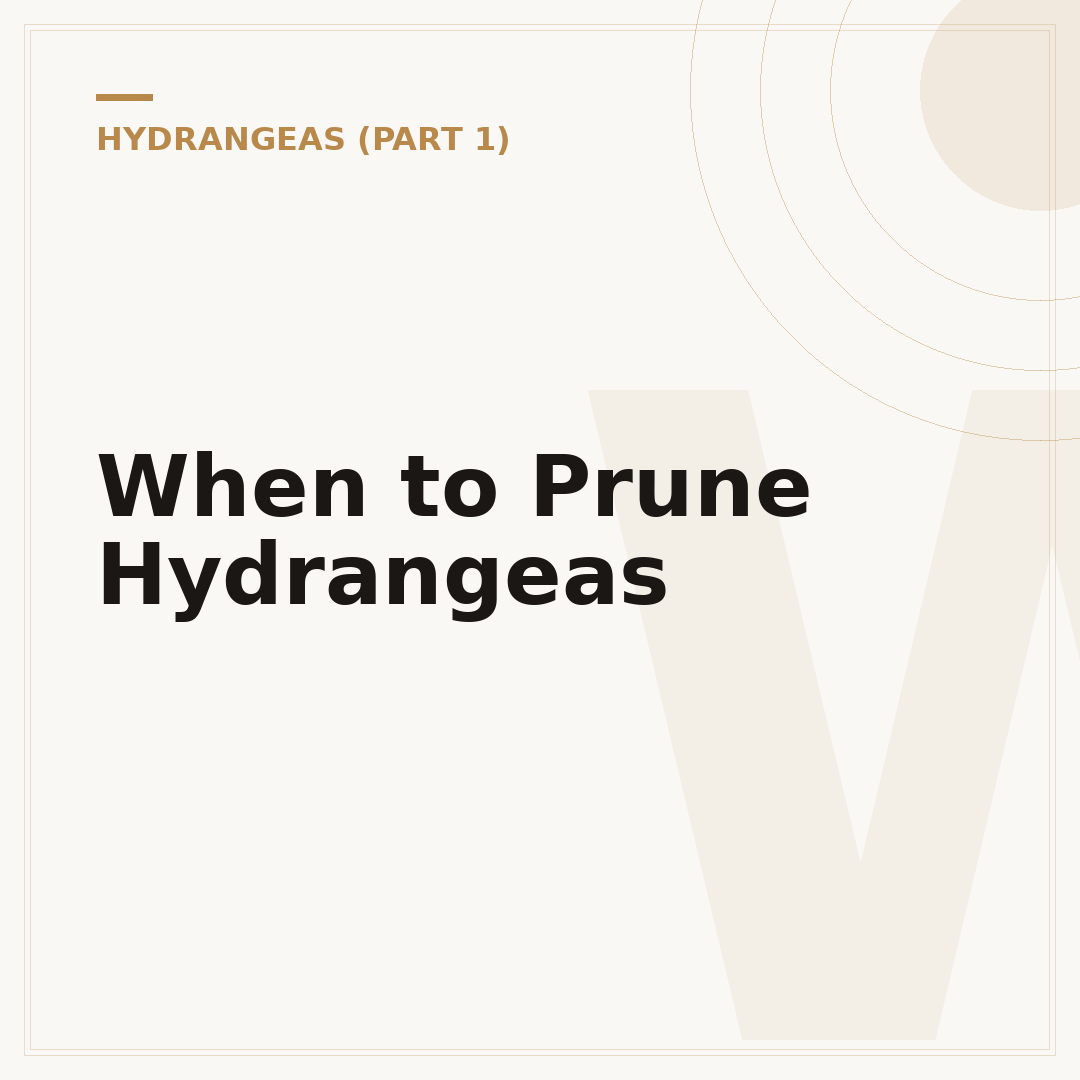 When to Prune Hydrangeas