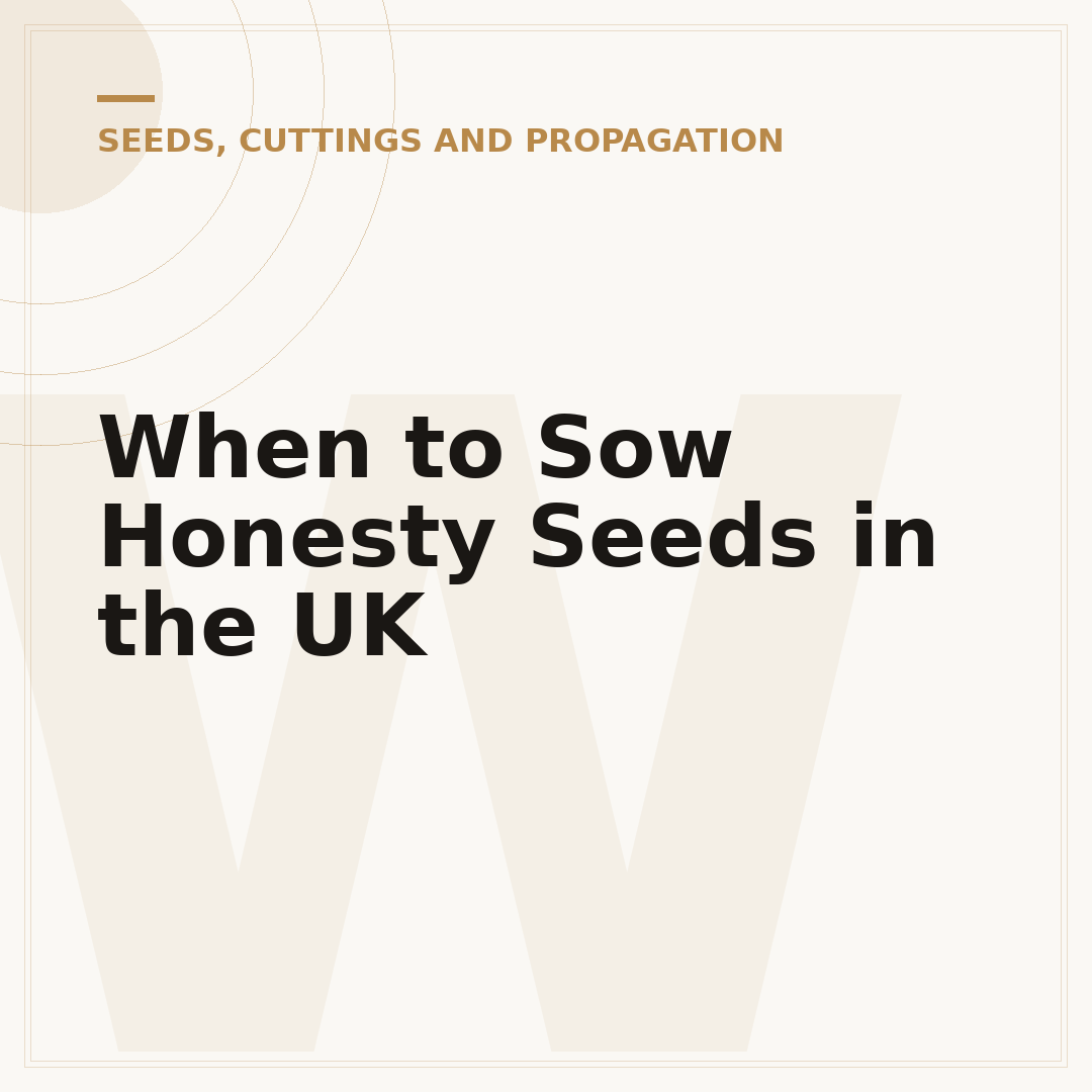 When to Sow Honesty Seeds in the UK