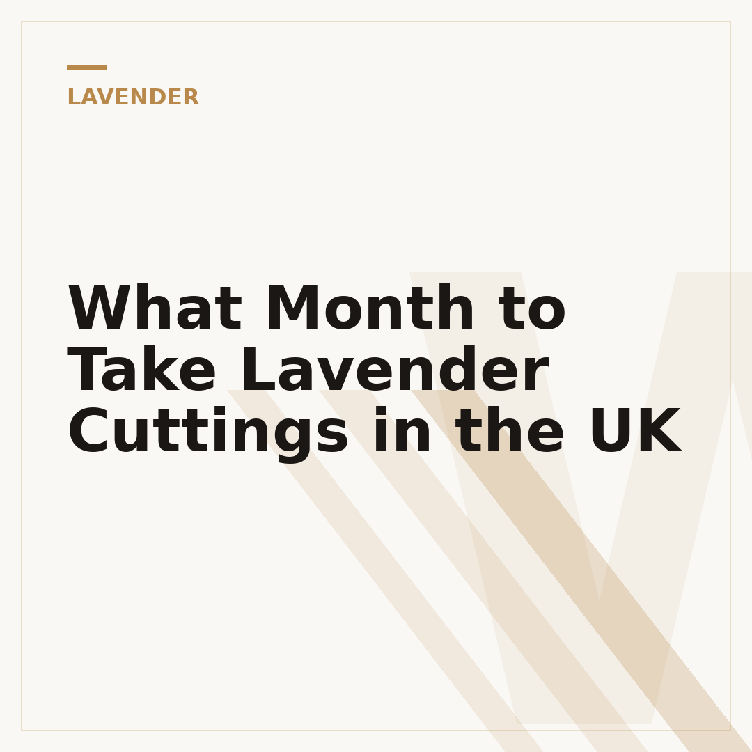 What Month to Take Lavender Cuttings in the UK