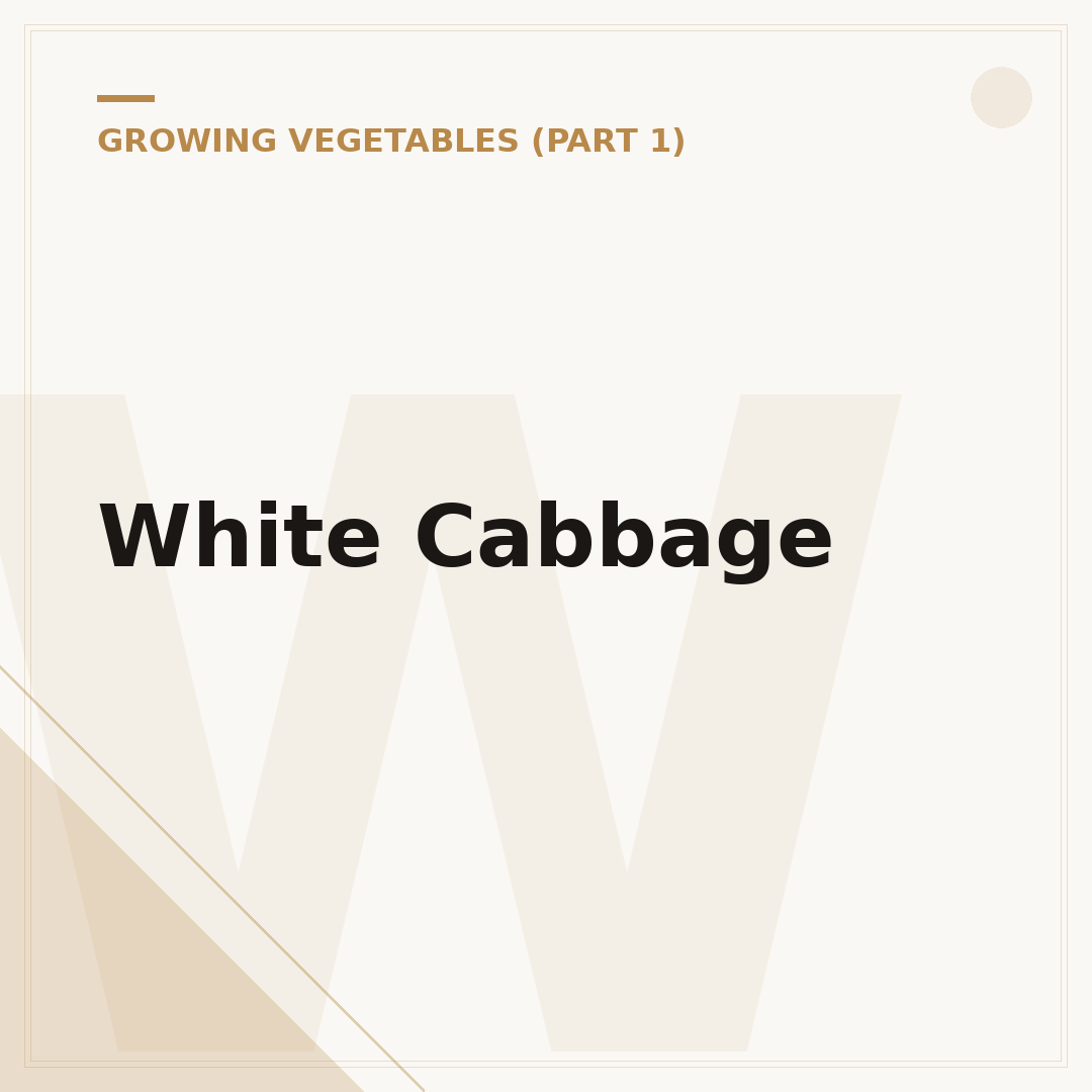 White Cabbage