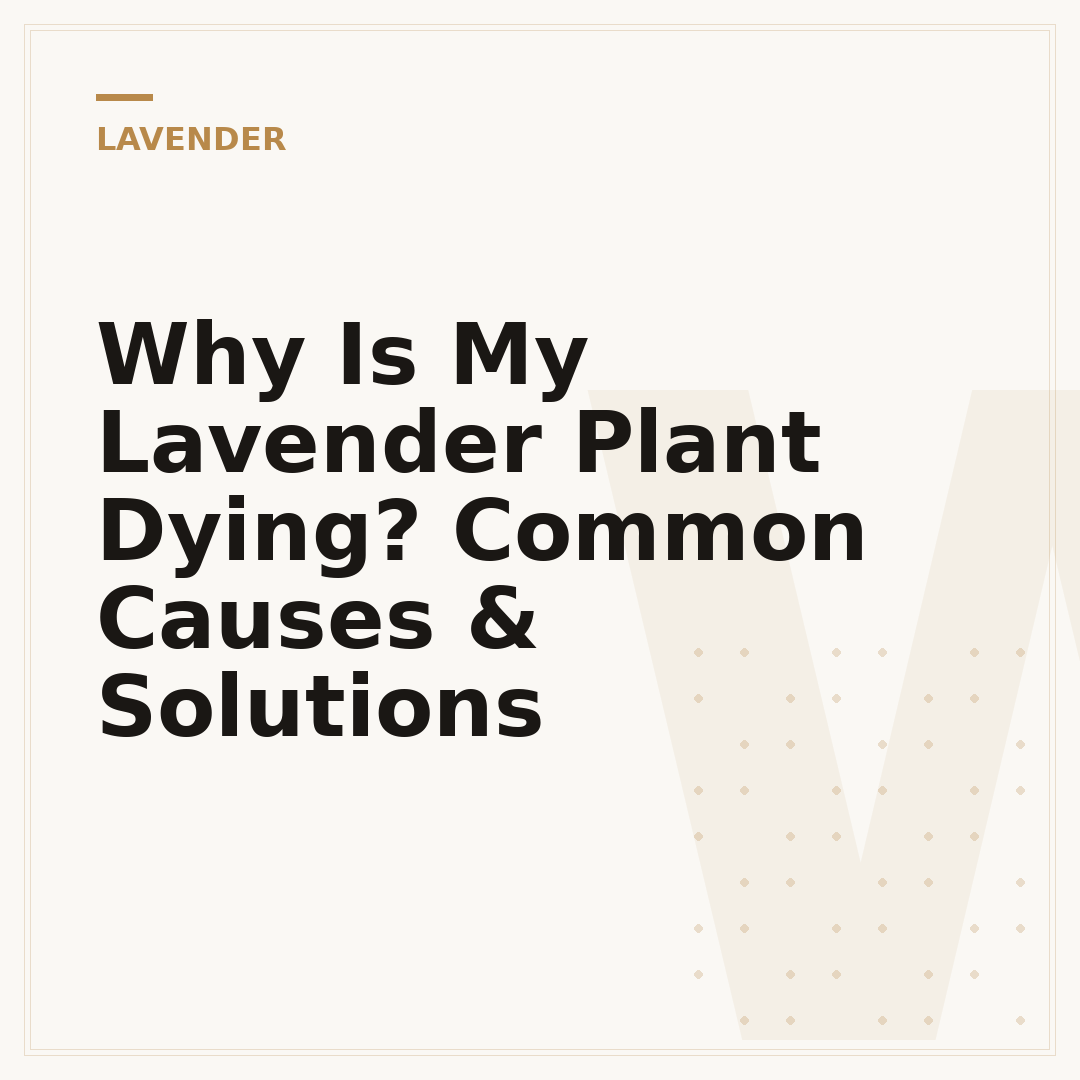 Why Is My Lavender Plant Dying? Common Causes & Solutions