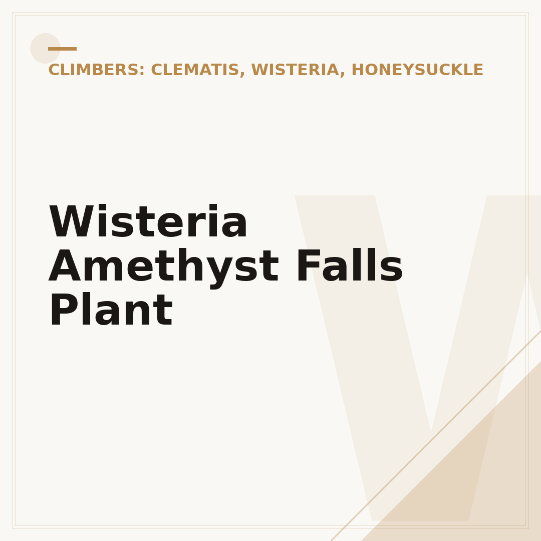 Wisteria Amethyst Falls Plant