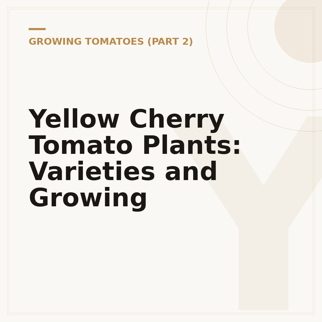Yellow Cherry Tomato Plants: Varieties and Growing